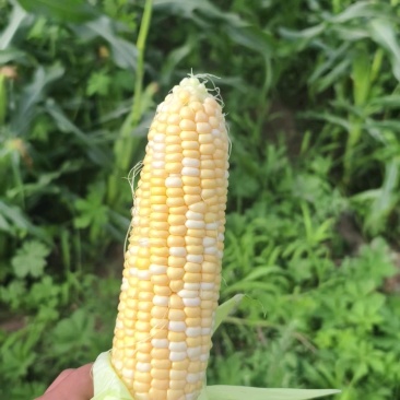 《精选》糯玉米水果玉米珍珠玉米甜玉米大量上市了软糯香甜
