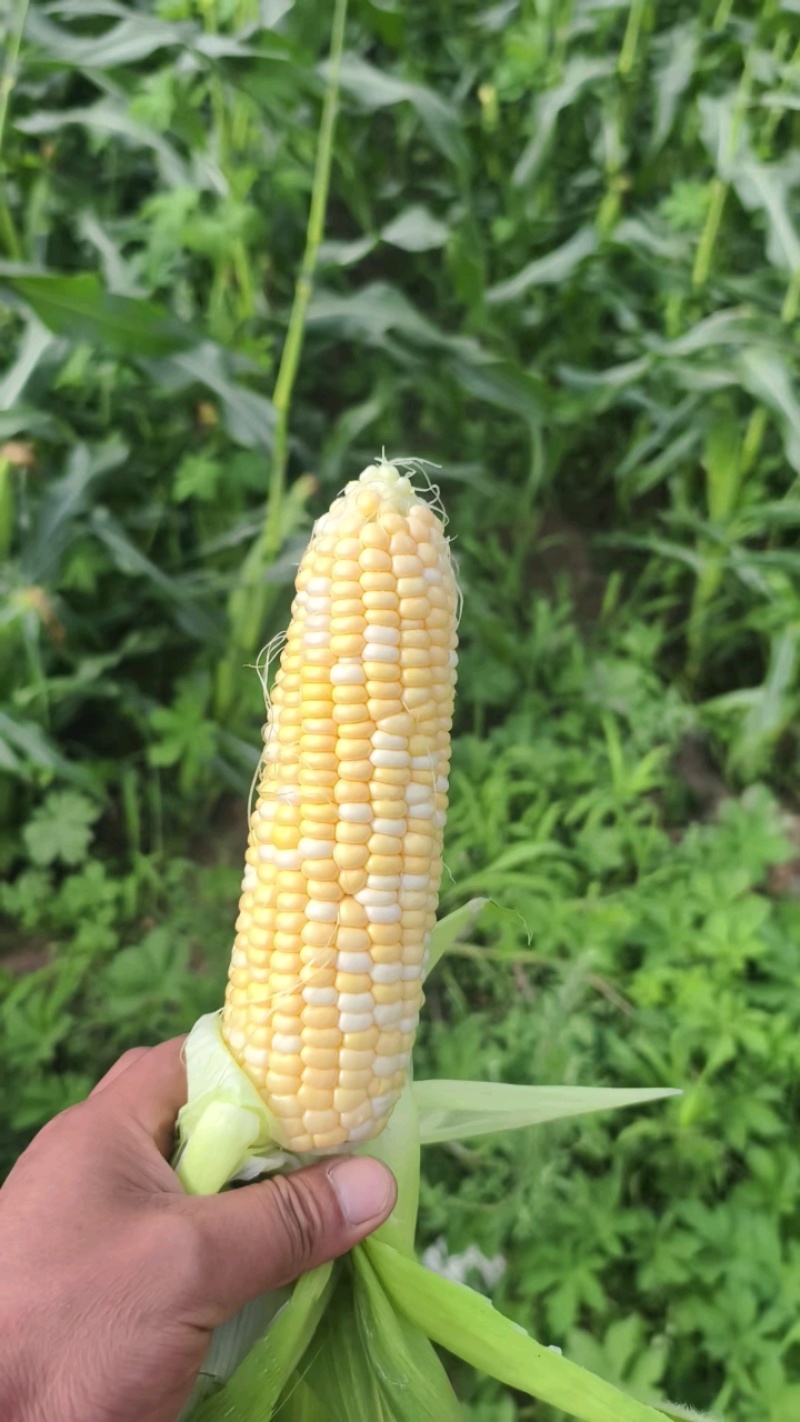 《精选》糯玉米水果玉米珍珠玉米甜玉米大量上市了软糯香甜