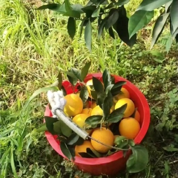 湖北秭归夏橙整框批发新鲜橙子现摘现发