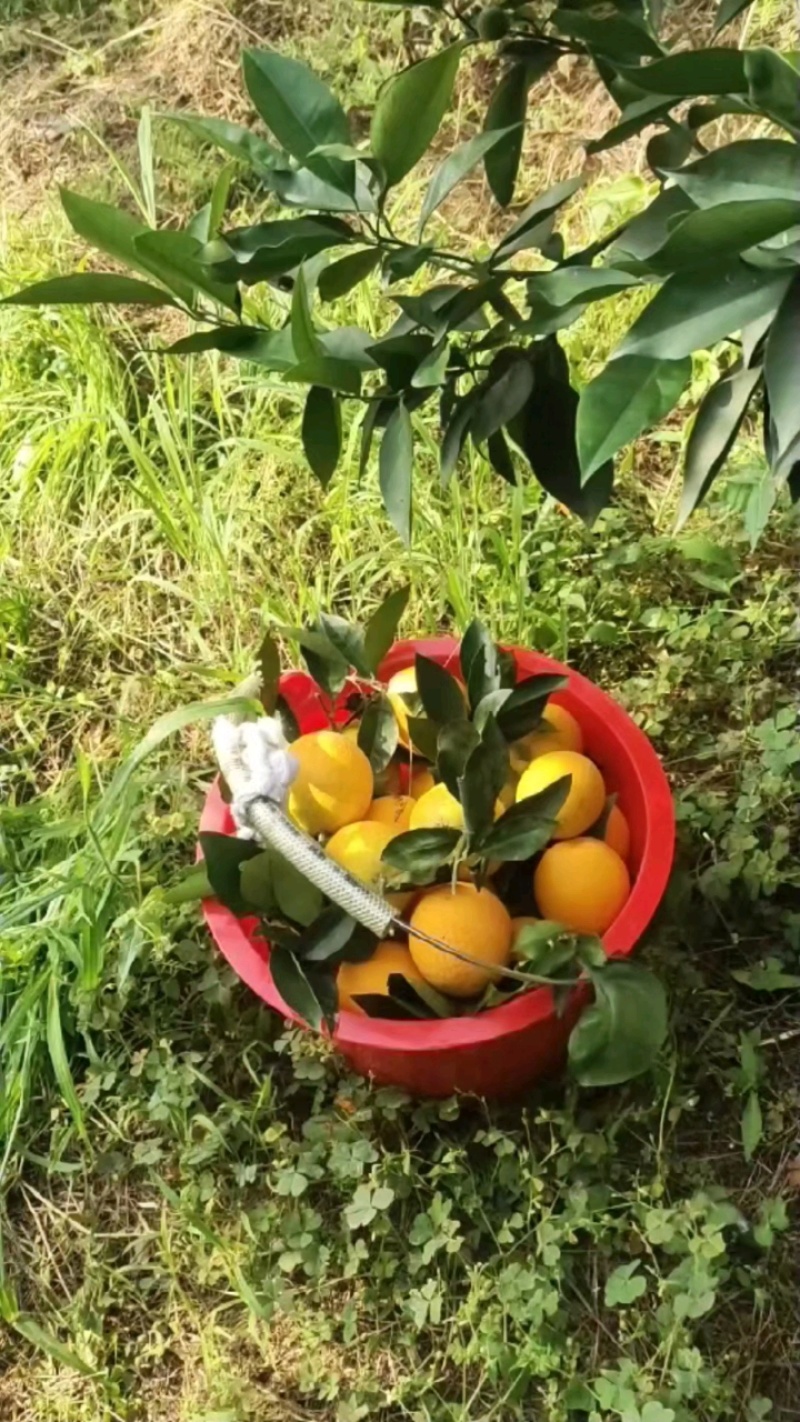 湖北秭归夏橙整框批发新鲜橙子现摘现发
