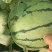 山东惠民双星西瓜上市中！原棚瓜！头茬！量大质优！