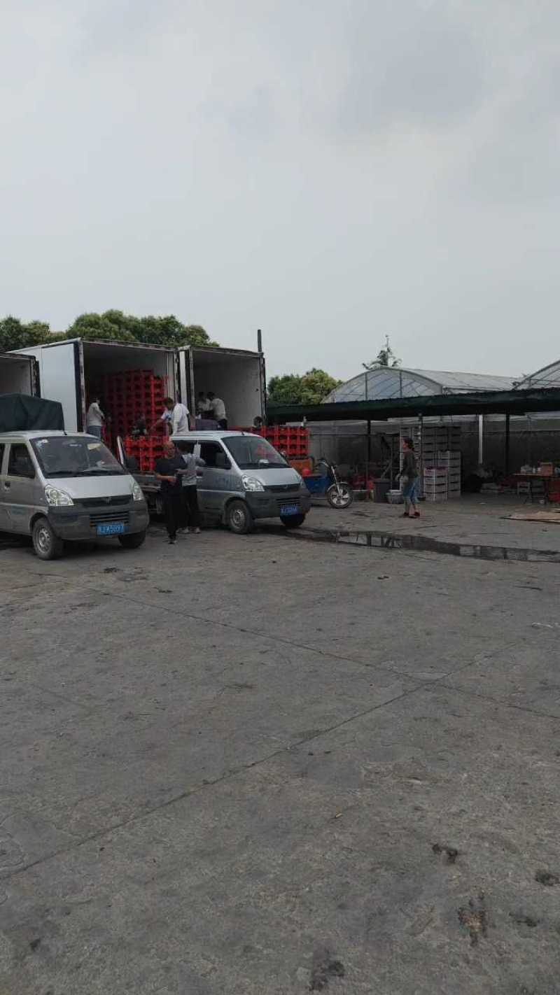 温岭巨峰，颜色黑果粉好，软枝的，全国*早的冷棚巨峰上市了