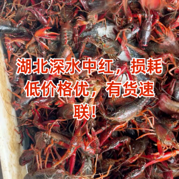 湖北深水中红，损耗低价格优，有货速联！