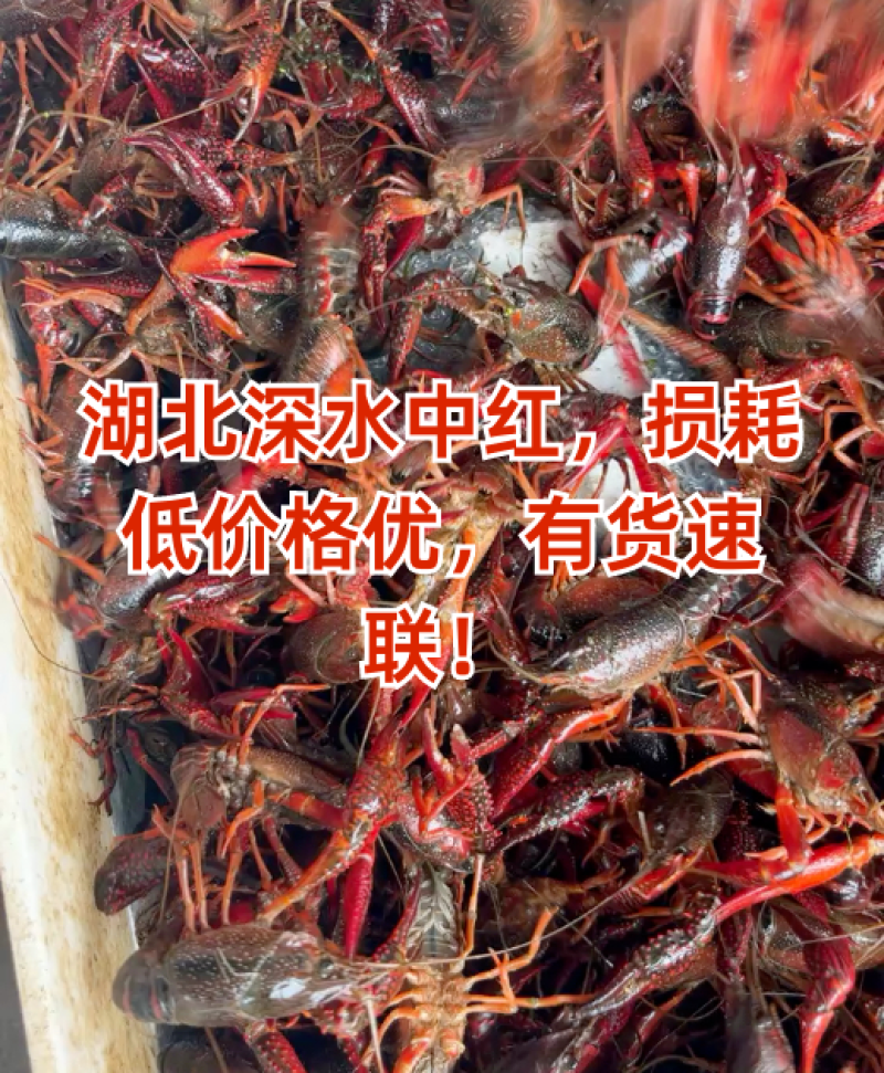 湖北深水中红，损耗低价格优，有货速联！