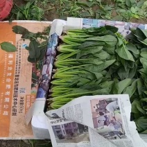 内蒙菠菜大量有货价格便宜，现割现发