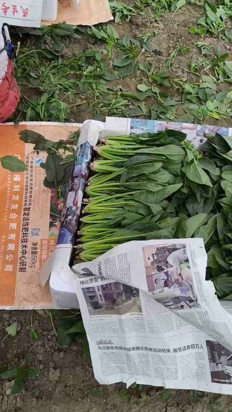 内蒙菠菜大量有货价格便宜，现割现发