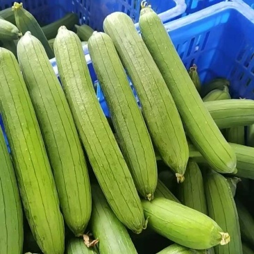 油皮丝瓜，肉丝瓜，短棒丝瓜，产地供应