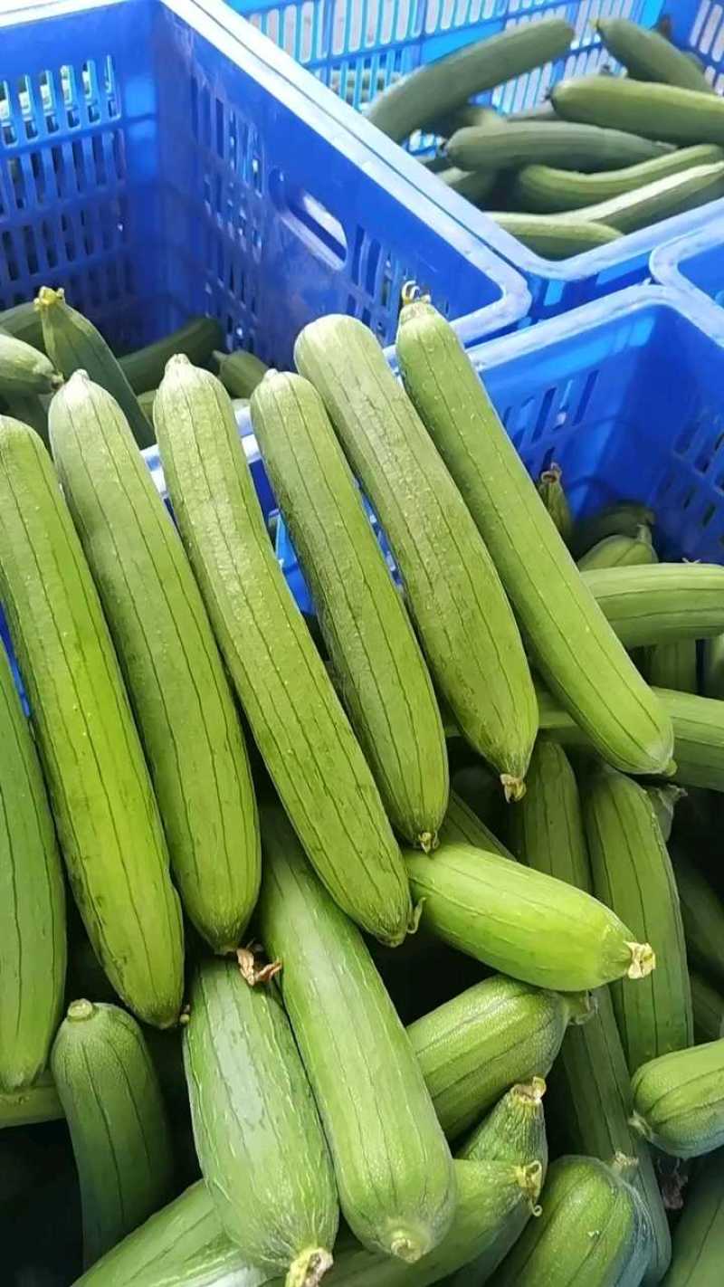 油皮丝瓜，肉丝瓜，短棒丝瓜，产地供应