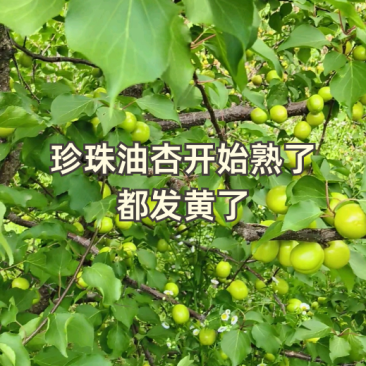 沂蒙山杏有油杏，荷兰香蜜等多个品种需要的老板联系