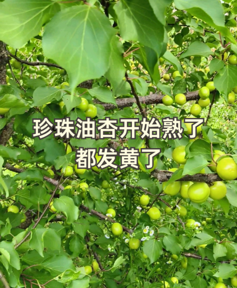沂蒙山杏有油杏，荷兰香蜜等多个品种需要的老板联系