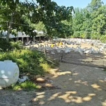 养殖联合社长期出售大白鹅，三花鹅。有意向联系