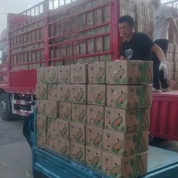 羊角蜜【原产地】电商货，市场货，超市货大量现货，大量接单