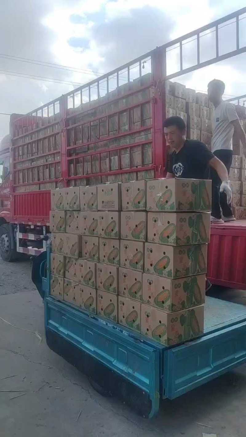 羊角蜜【原产地】电商货，市场货，超市货大量现货，大量接单