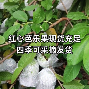 广西西瓜红红心芭乐、红心番石榴、新鲜供货一手货源