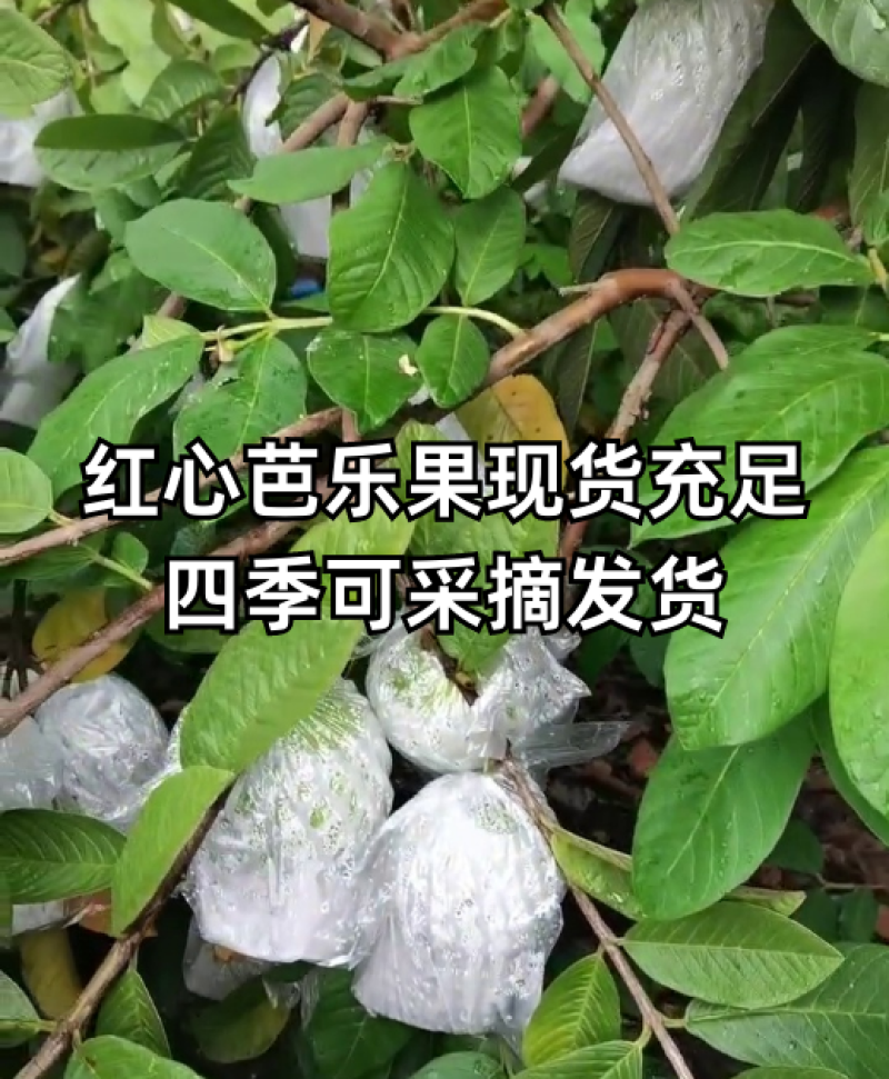 广西西瓜红红心芭乐、红心番石榴、新鲜供货一手货源