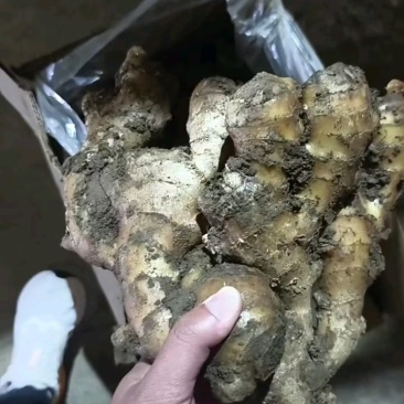 大黄姜，优质大黄姜小黄姜主产地大量供应保质保量支持电商