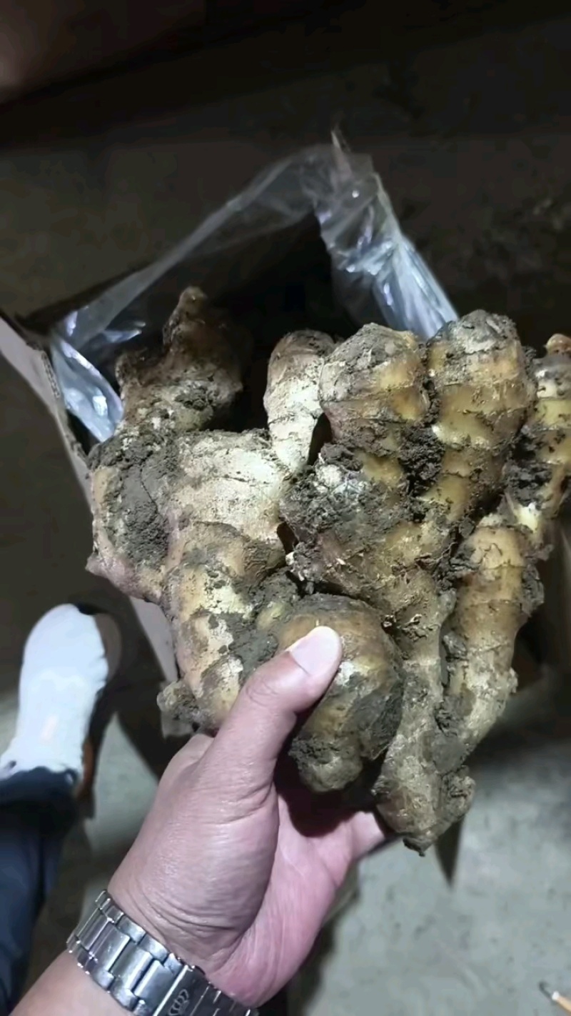 大黄姜，优质大黄姜小黄姜主产地大量供应保质保量支持电商