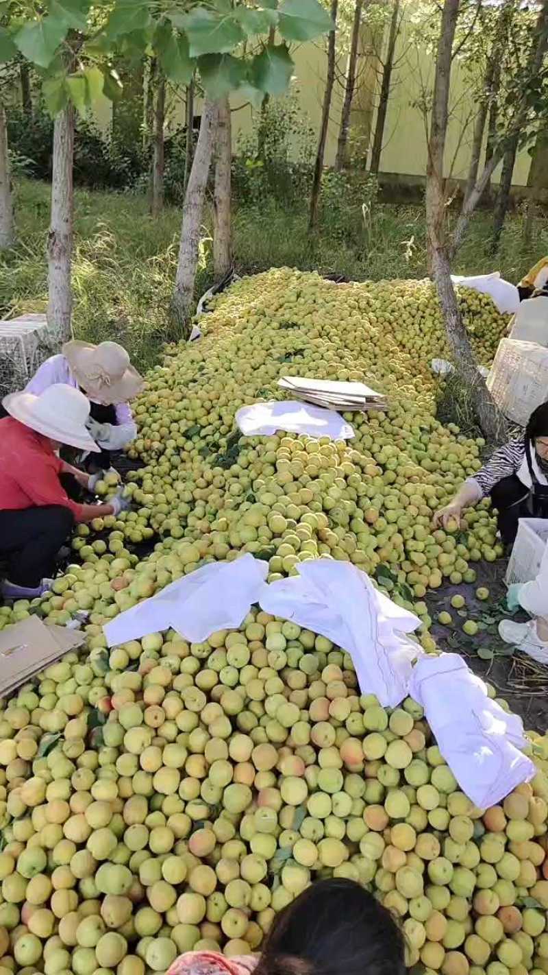 精品凯特杏打包装箱，欢迎订购！