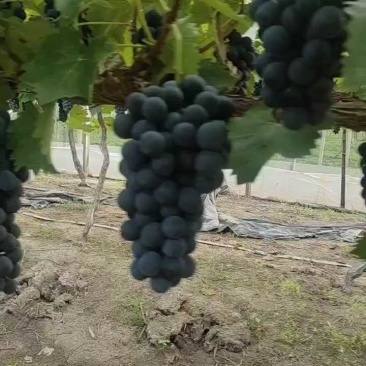 夏黑葡萄精品颗粒饱满糖甜可口基地直供