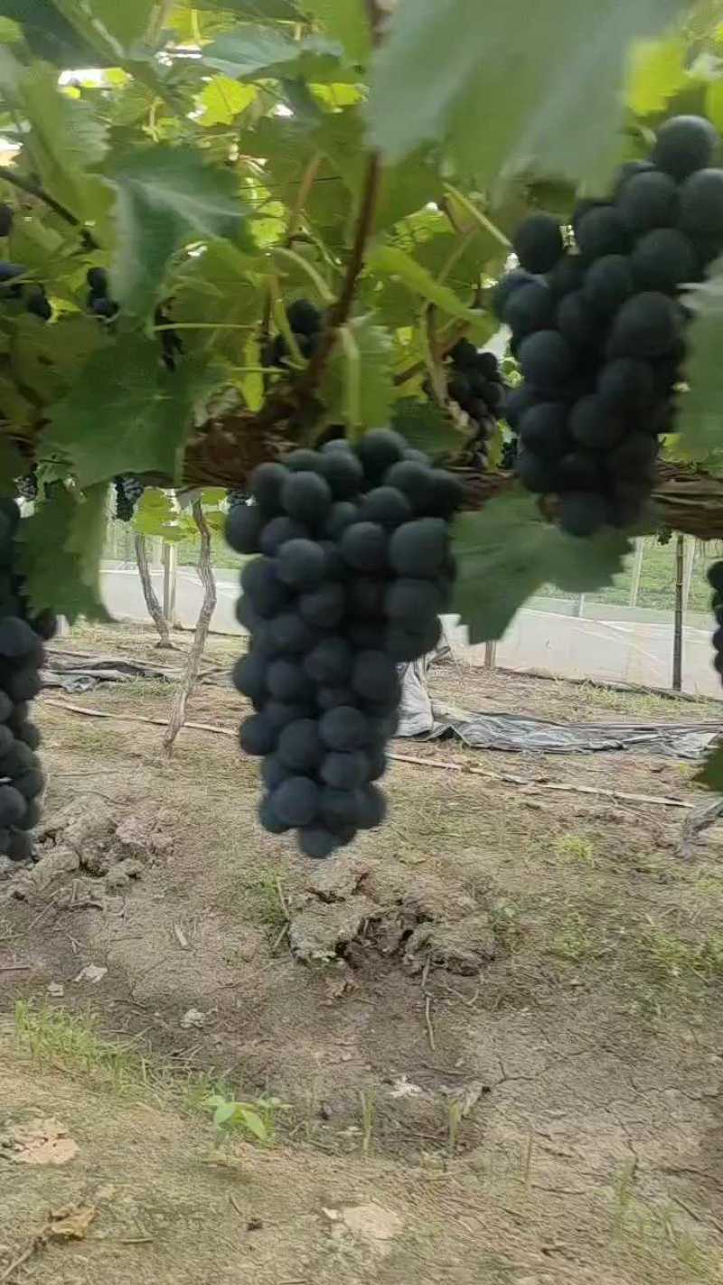 夏黑葡萄精品颗粒饱满糖甜可口基地直供