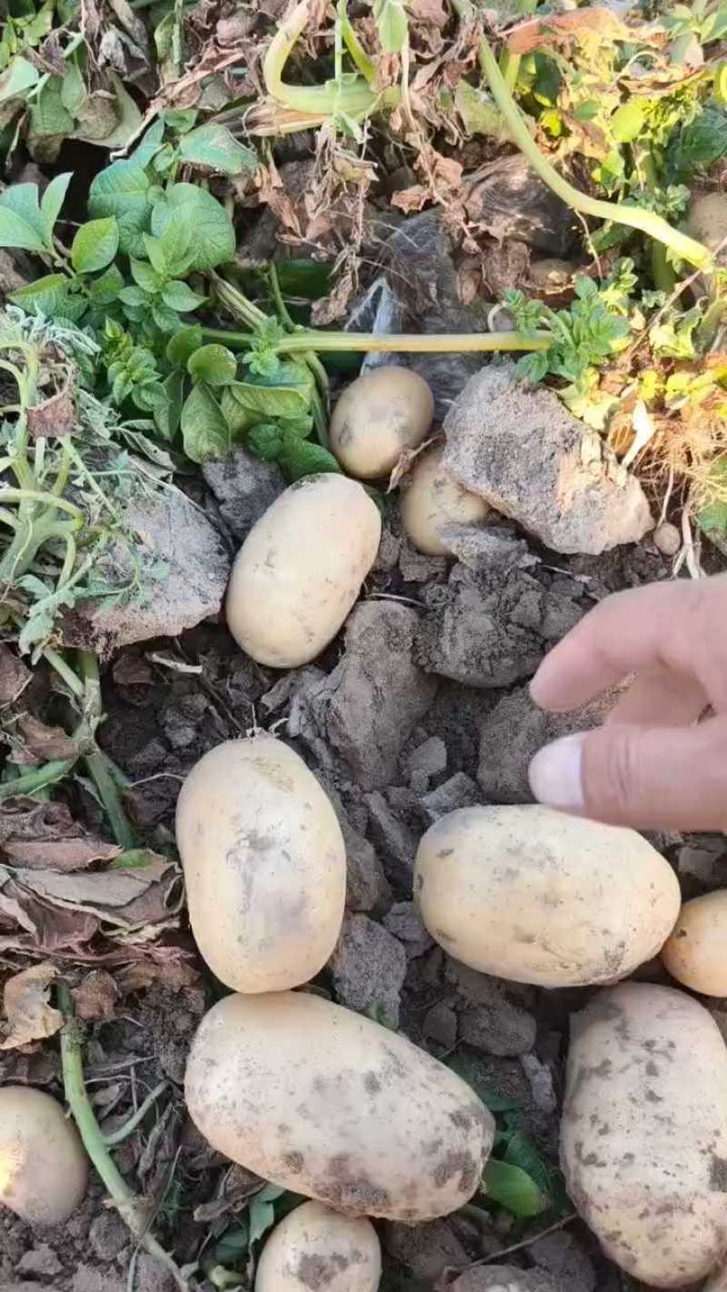 （实力甄选）河南土豆/沃土5号/黄心土豆/V7土豆、