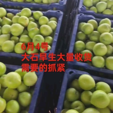 河北石家庄晋州，雪花李子李子大量上市，需要的老板抓紧联系
