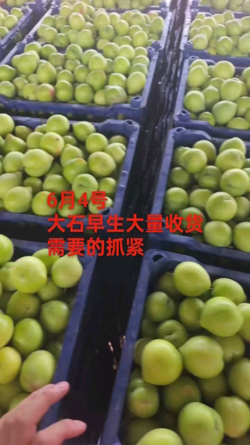 河北石家庄晋州，雪花李子李子大量上市，需要的老板抓紧联系