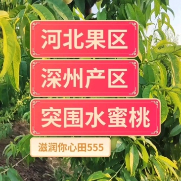 河北突围桃