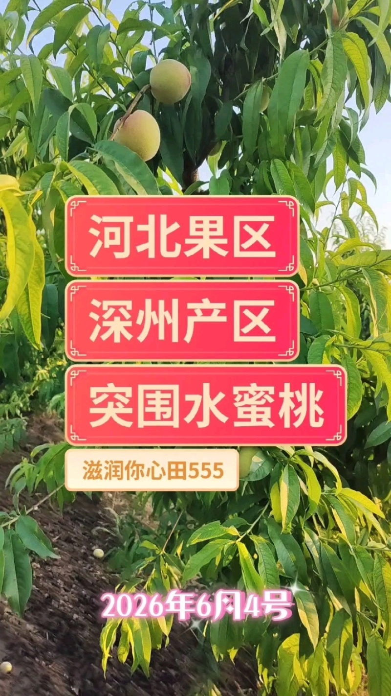 河北突围桃