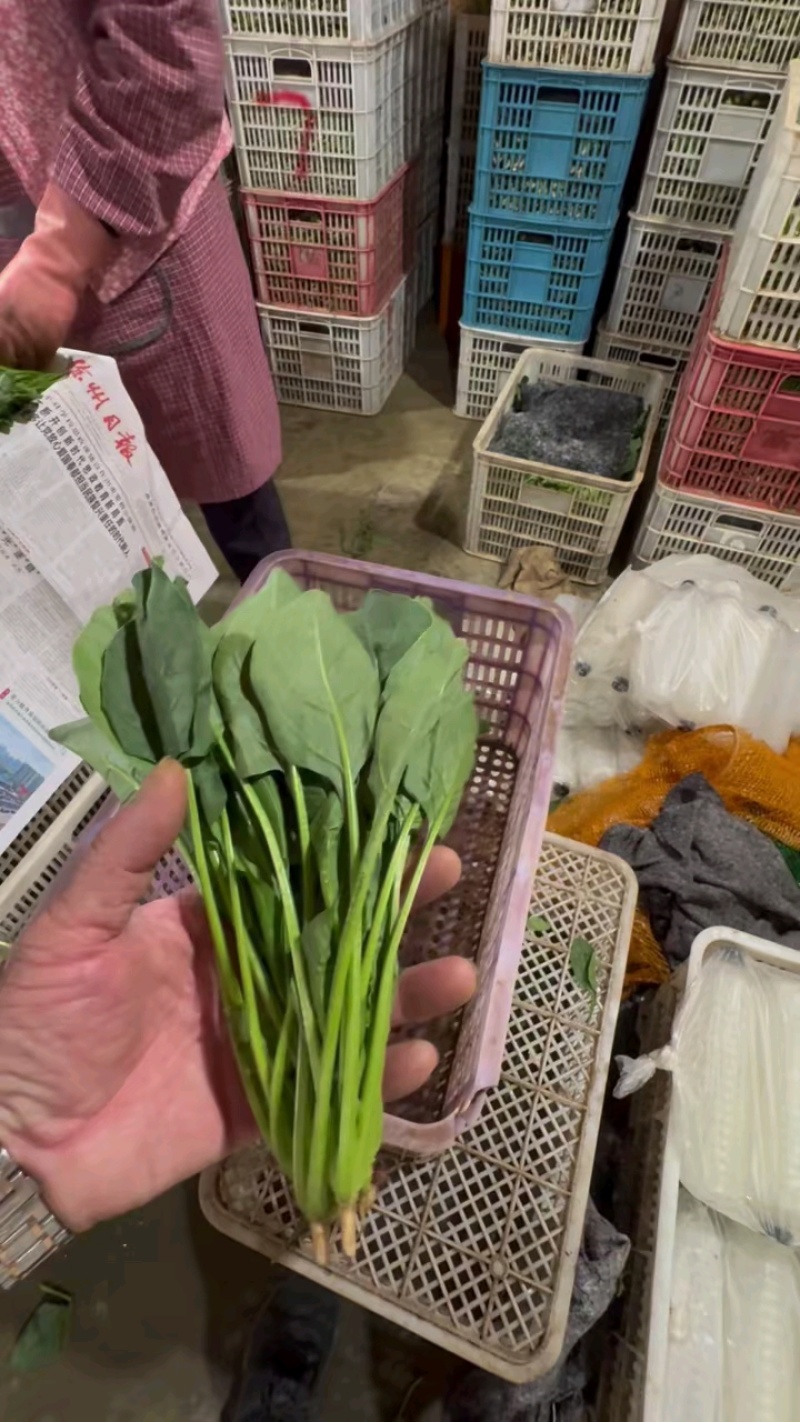 大叶菠菜产地发货质量可靠有大棚打捆装框泡沫箱