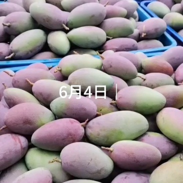 贵妃芒【广西产地】大量供应欢迎来电咨询。