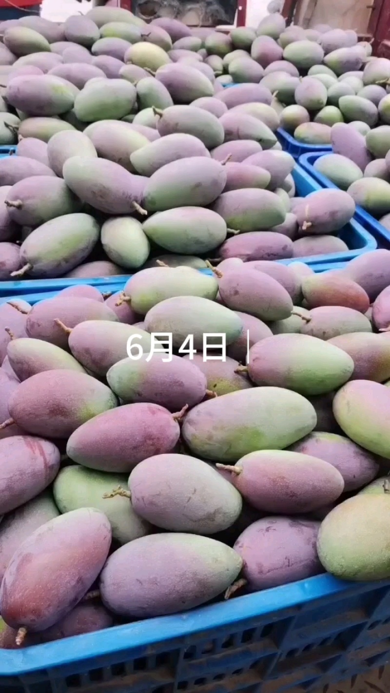贵妃芒【广西产地】大量供应欢迎来电咨询。