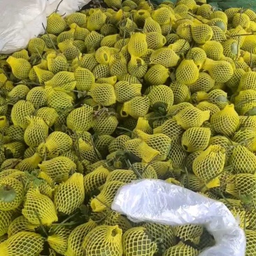 费县羊角蜜大量供应