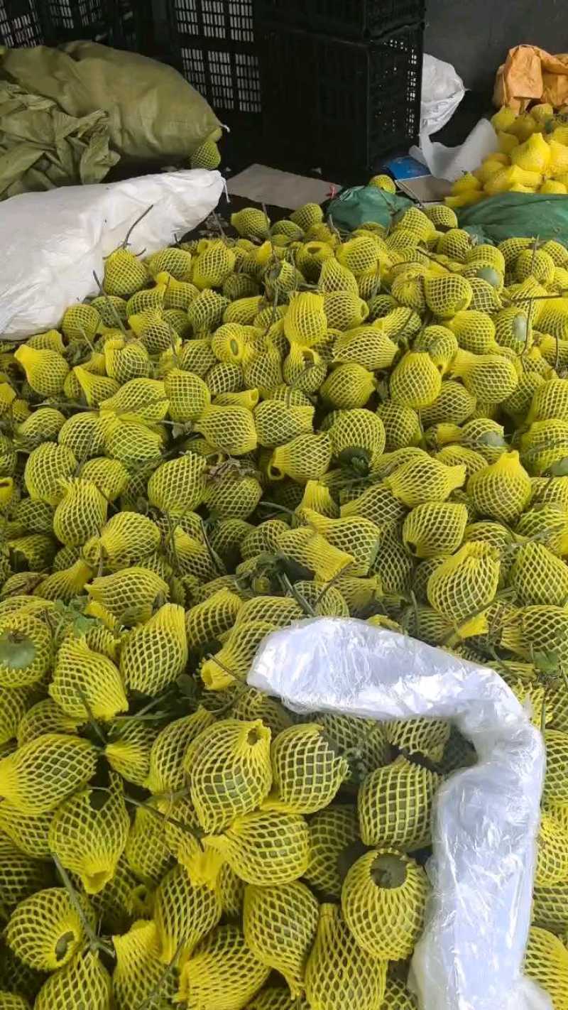 费县羊角蜜大量供应