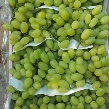 大颗粒精品无限量订货，价格**没问题！