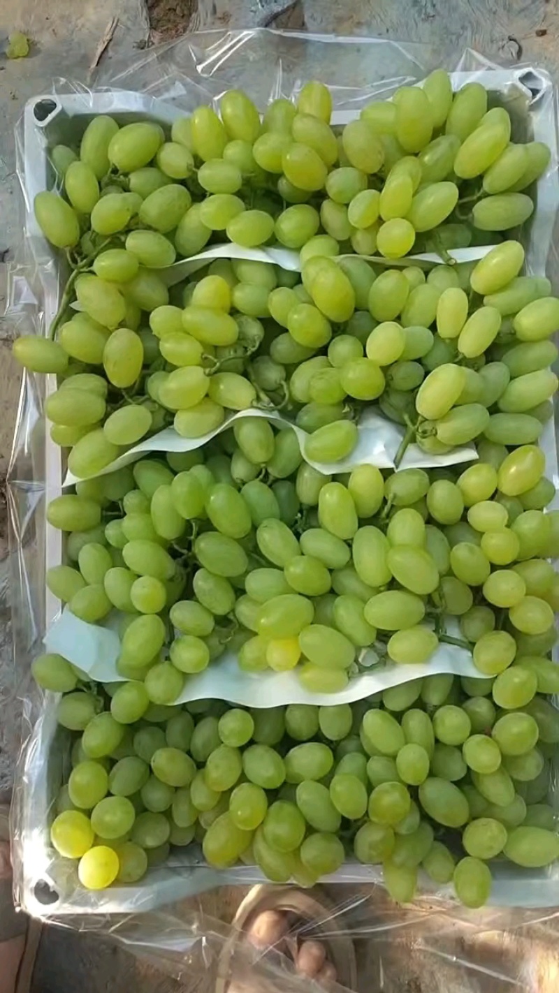 大颗粒精品无限量订货，价格**没问题！