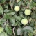 河北藤木一号，早熟的青苹果，秒接单，电商，走市场**，