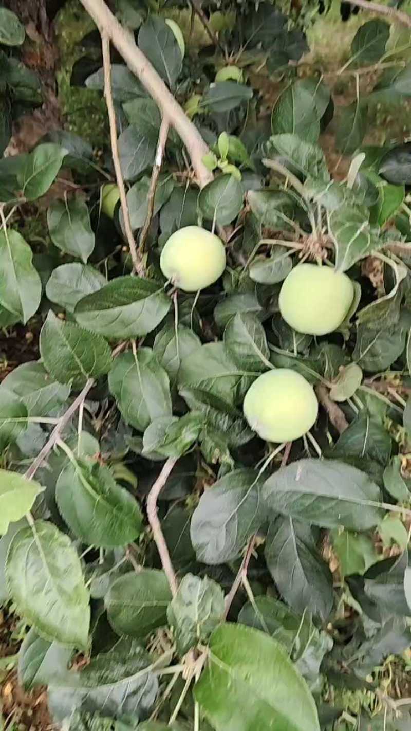 河北藤木一号，早熟的青苹果，秒接单，电商，走市场**，