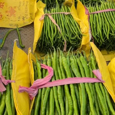 山东线椒，精品八号线椒，量大质优，货量充足，代发全国
