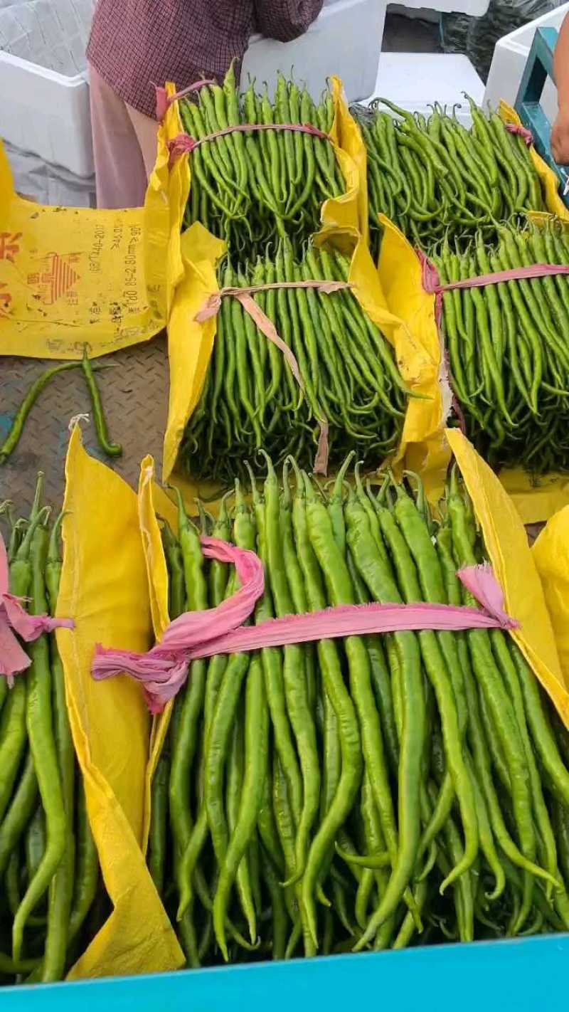 山东线椒，精品八号线椒，量大质优，货量充足，代发全国