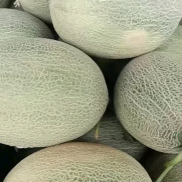 新疆吐鲁番哈密瓜大量上市，供应各大电商平台，各大市场，