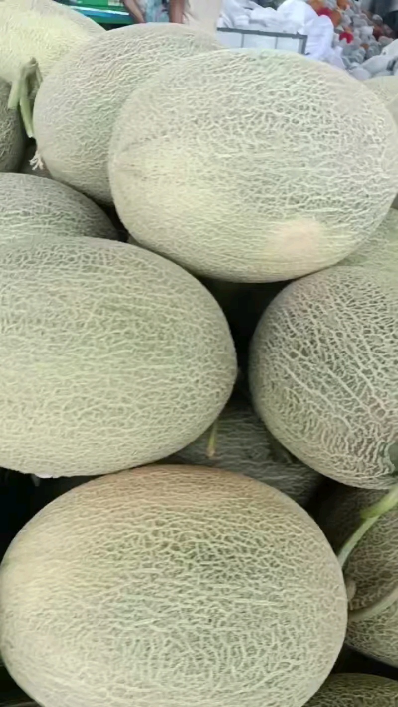 新疆吐鲁番哈密瓜大量上市，供应各大电商平台，各大市场，