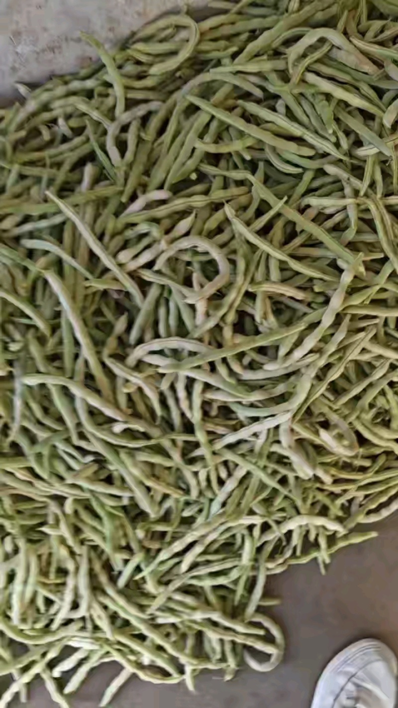 汉中精品白不老四季豆，产地直发，一条龙服务