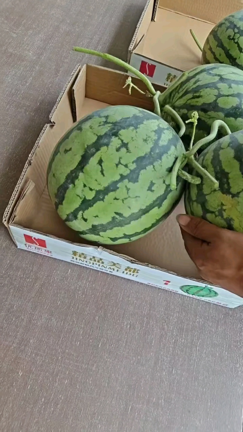 美都嘉年华，京欣，，8424黑子，无子产地直供，一手货源
