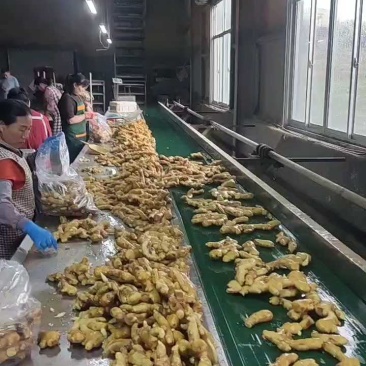 生姜,产地直发,电商,市场,超市,代存,代收,一手货源