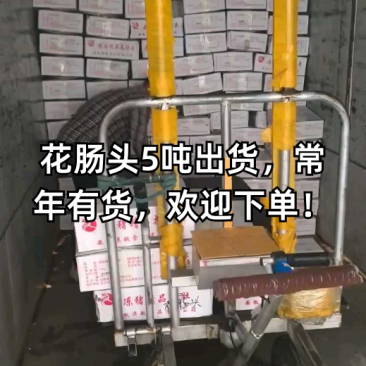 纯干带头小花肠，花肠，花肠头，生肠，厂家直销一手货源