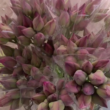 重瓣粉荷花，单瓣粉荷花，品种齐全，各种花色