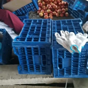 安徽宿州砀山精品油桃产地发货一手货源批发品质保证价格美丽！
