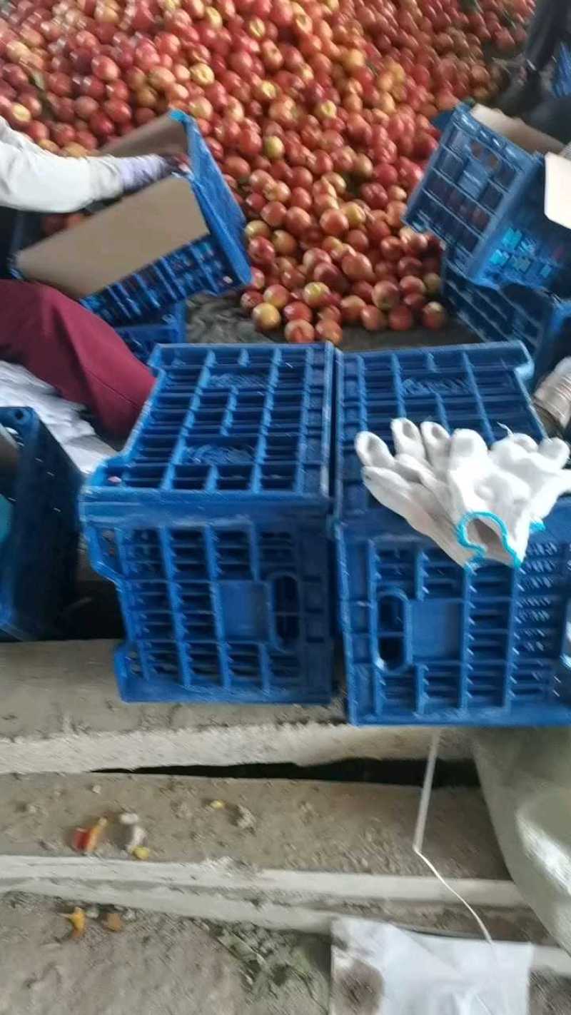 安徽宿州砀山精品油桃产地发货一手货源批发品质保证价格美丽！