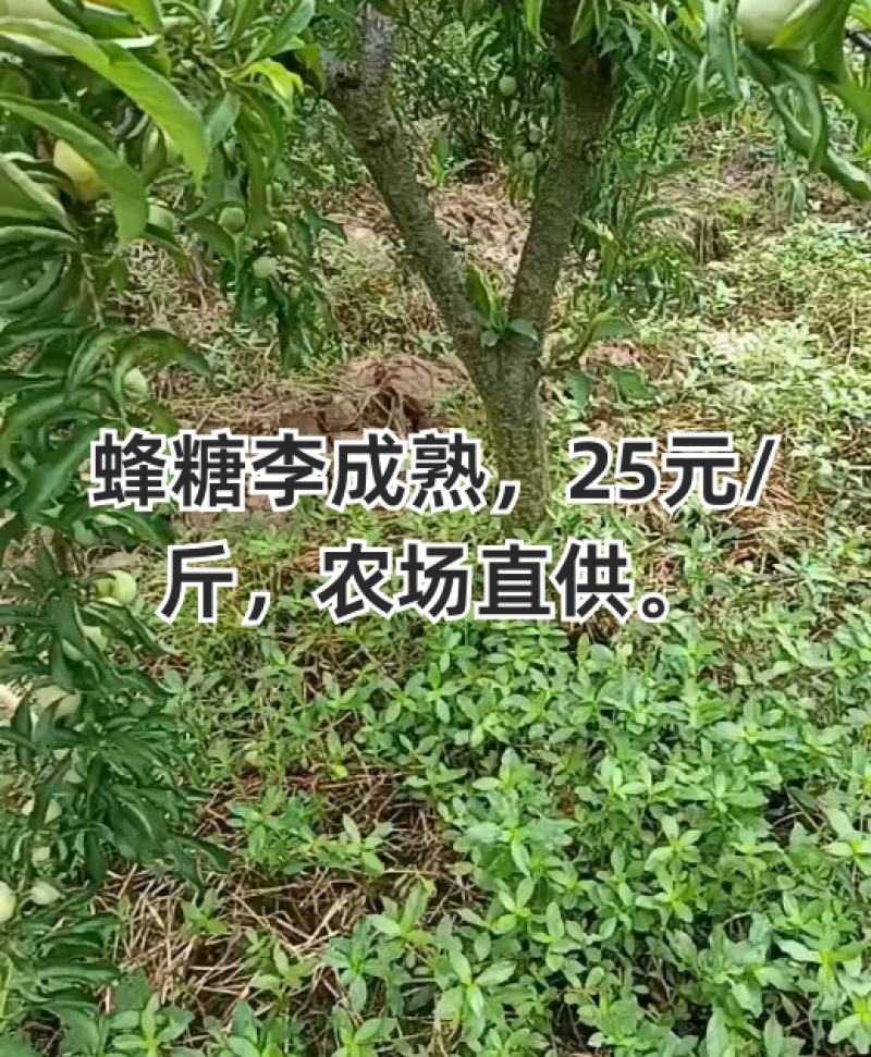 蜂糖李成熟，零售可包邮到家，农场直供，量大从优